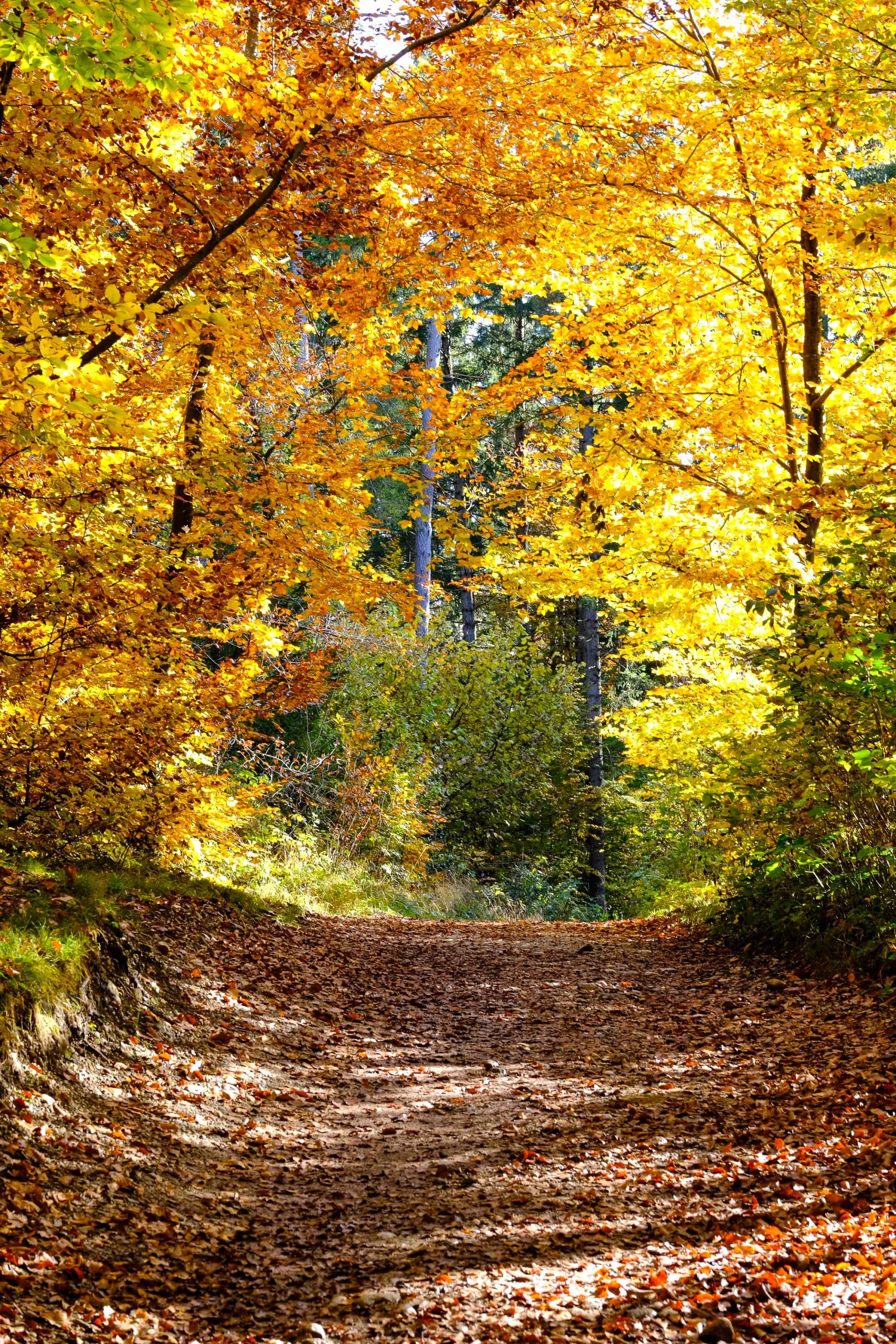 Waldweg im Herbst